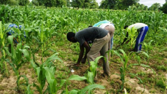 RDC : Les ambitions agricoles de Katumbi