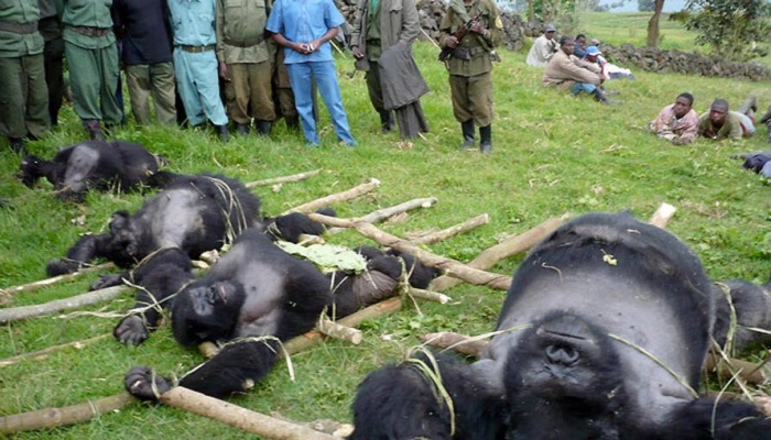 Guerre de l’Est : Menaces croissantes sur les gorilles du parc national des Virunga