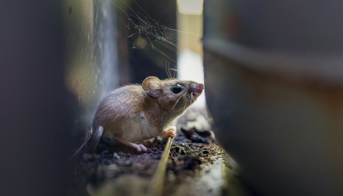 Hantavirus ! La RDC est-elle prête ?